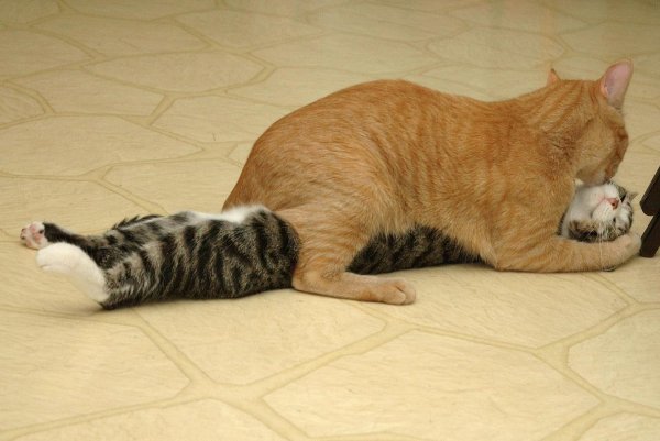 Коты занимаются любовью