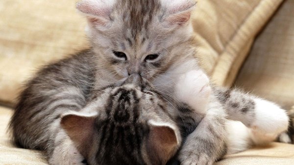 Маленький котенок