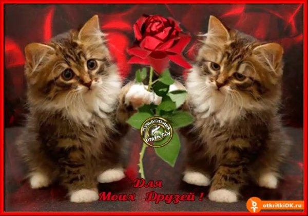 Для тебя котики