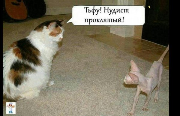 WTF Мем с котом