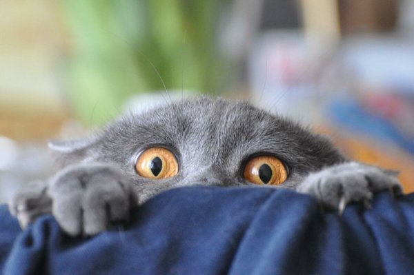 Что испугало кота