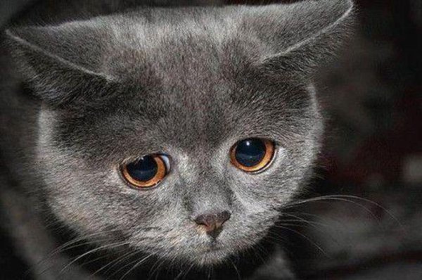 Плачущий кот