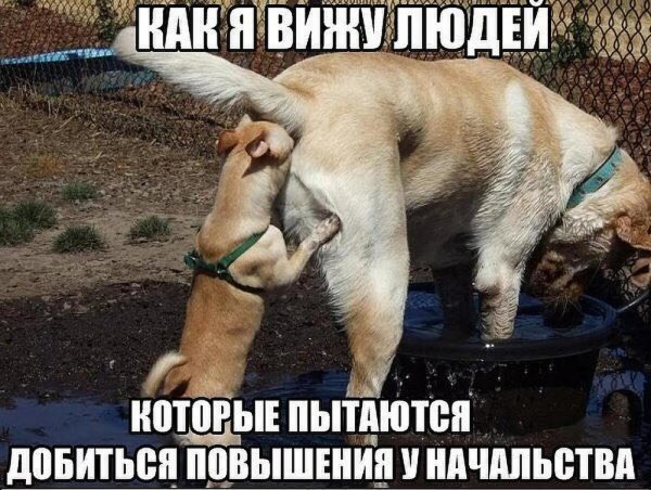 Собаки обнюхивают друг друга
