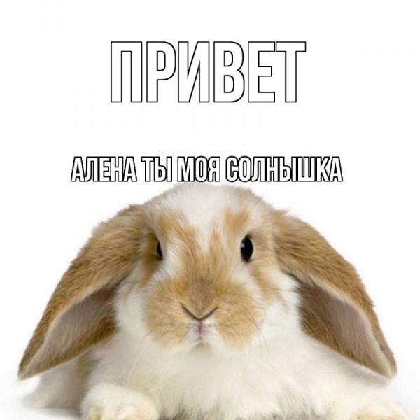 Привет кролик