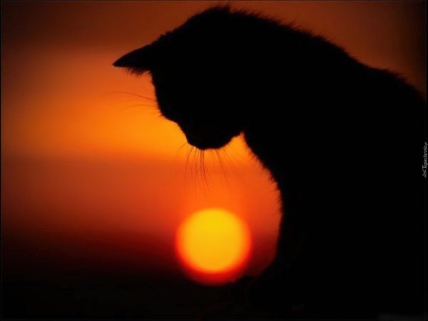 Котята на закате