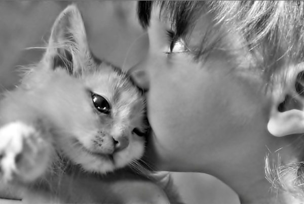 Смешные коты с фразами