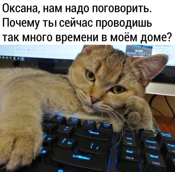 Кот на удаленке
