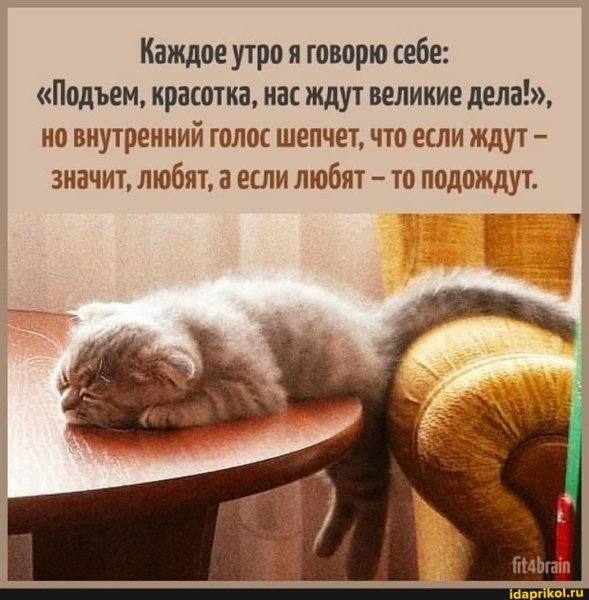 Доброе утро юмор цитаты