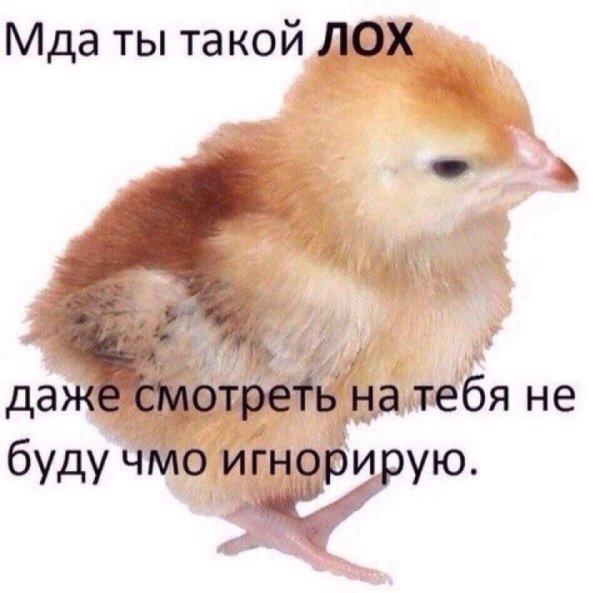 Птенец на белом фоне