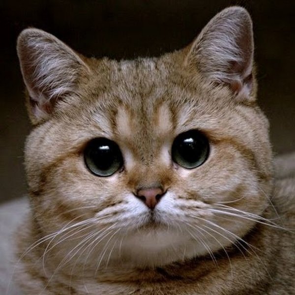 Кот Пидрила