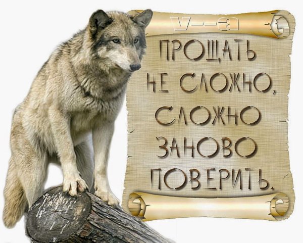 Мудрость волка