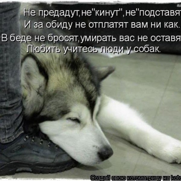 Собака верный и преданный друг