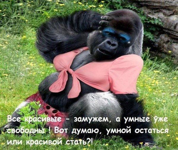 Умная и красивая обезьяна