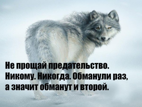 Волк не прощает