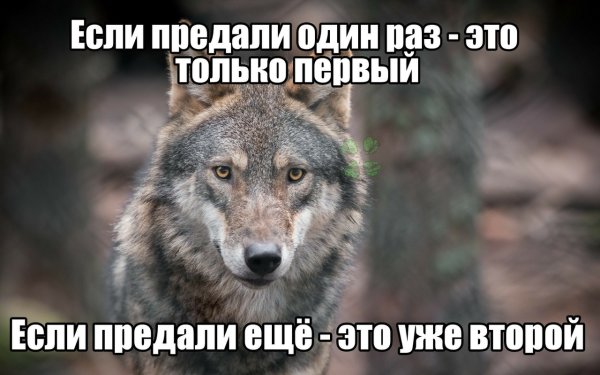 Не доверяй никому