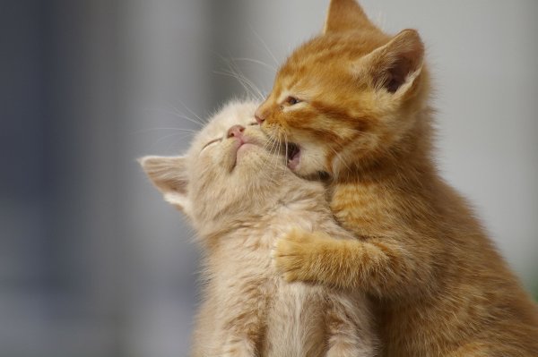 Люблю тебя котик