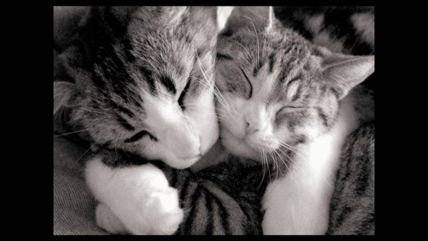 Котятки обнимаются