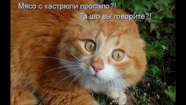 Шутки про рыжих котов