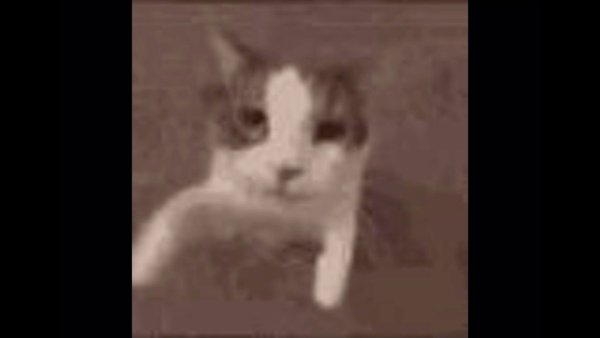 Кот целует камеру gif