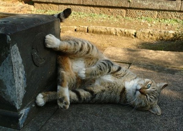 Коты валяют дурака