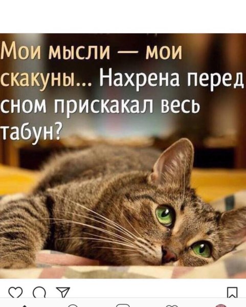 Спокойной ночи цитаты смешные