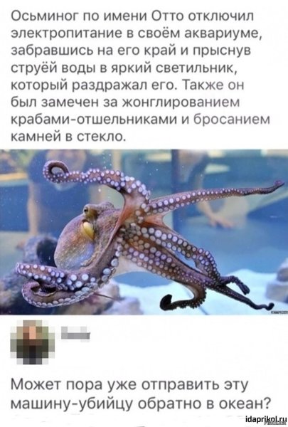 Факты о осьминогах
