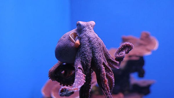 Осьминог хищник