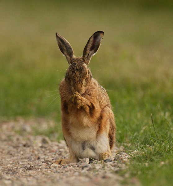 Заяц-Русак (лат. Lepus europaeus)
