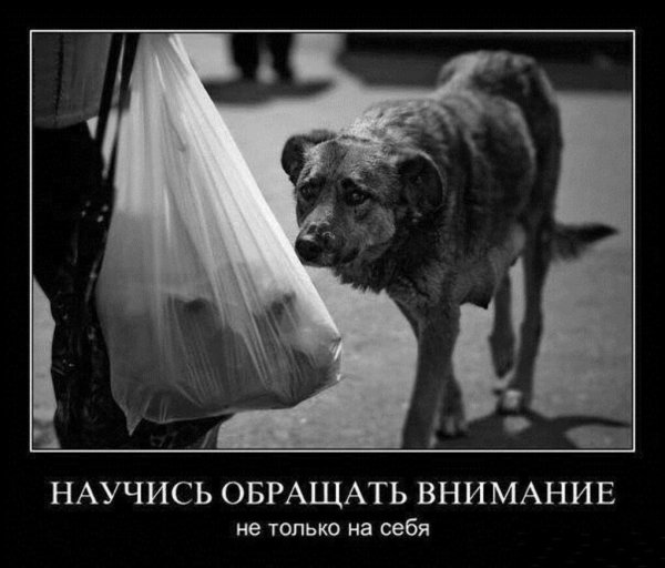 Демотиваторы про бездомных животных