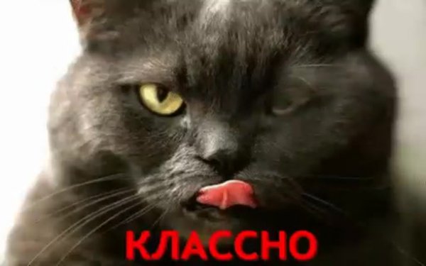 Черный кот подмигивает