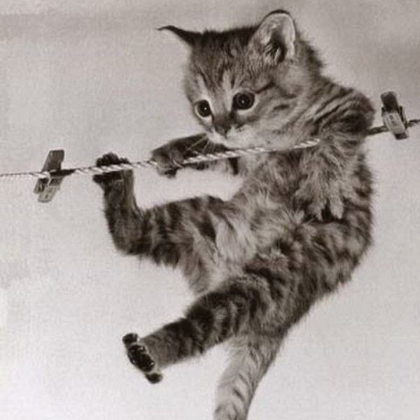 Котенок на веревке