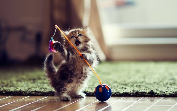 Игривая кошка