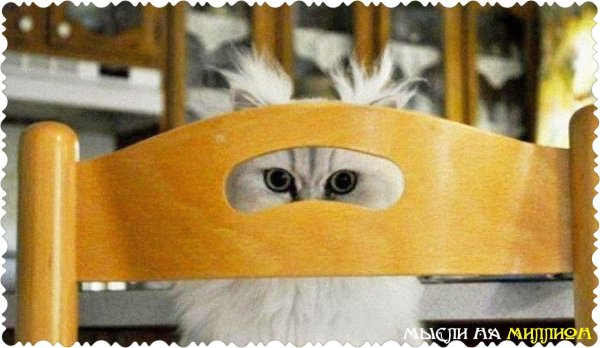 Я Слежу за тобой кот