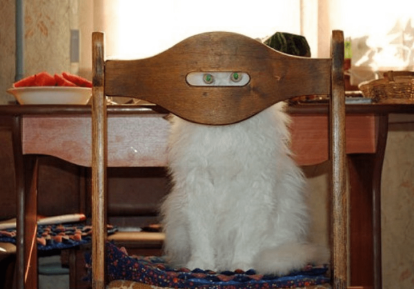 Кот наблюдает