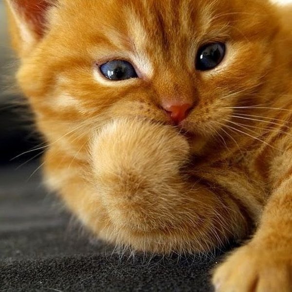 Ты мой котенок