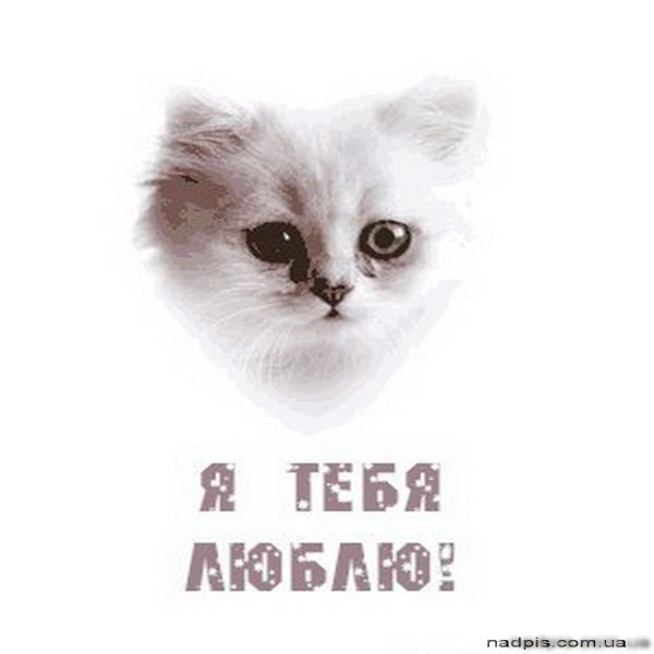 Я тебя люблю котик