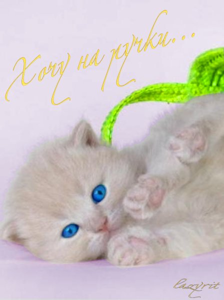 Котенок я соскучилась