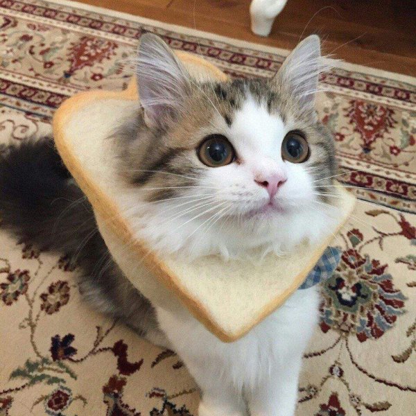 Любимому котенку открытки