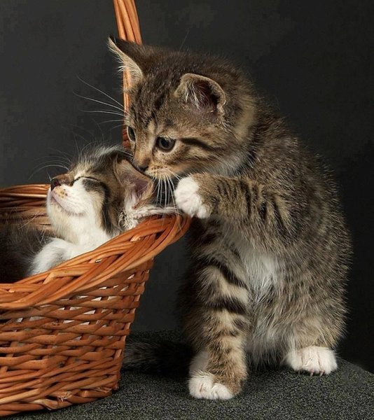 Котики обнимаются