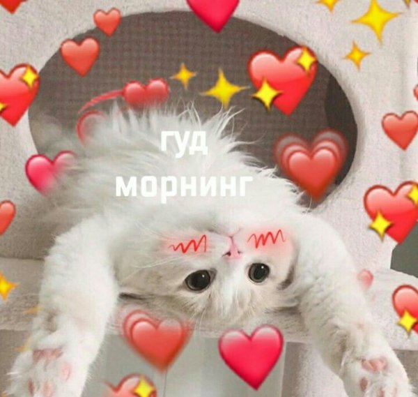 Скучаю по кошечке