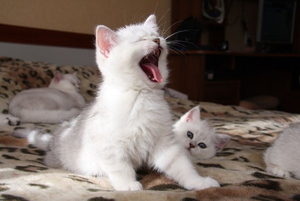 Кот с сердечками