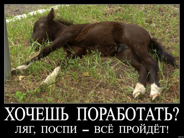 От работы дохнут кони прикольные
