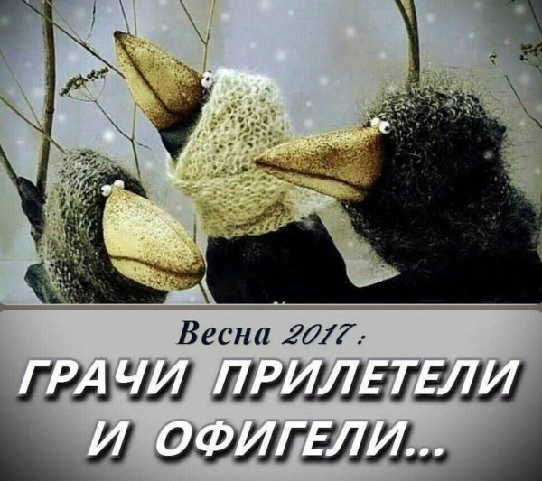 Картинка Грачи прилетели и охренели