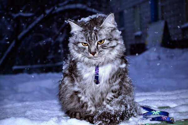 Скоро зима коты