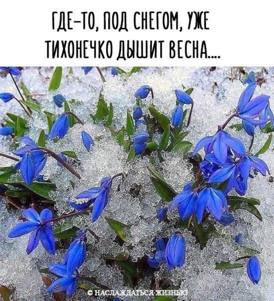 Под снегом дышит Весна