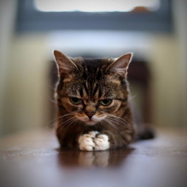 Настроение котов