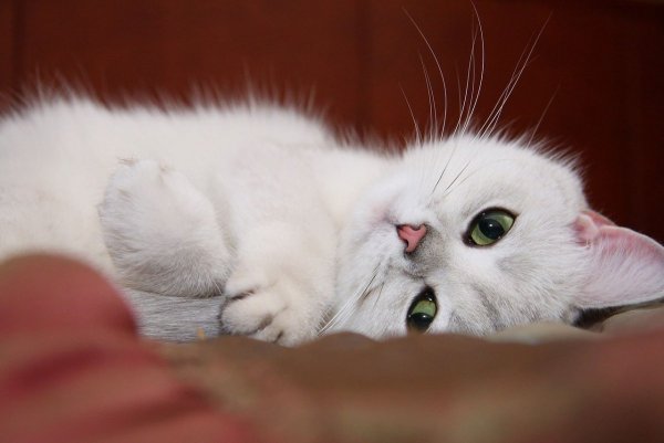 Нежная кошечка