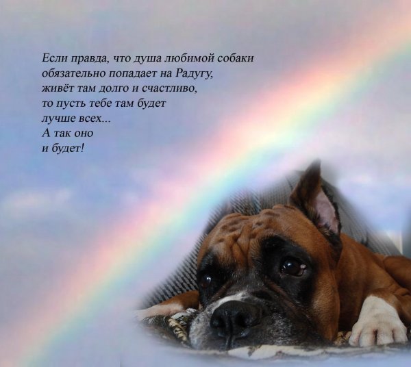 Стих про собаку