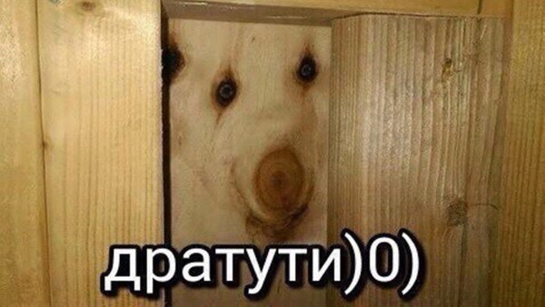 Дратути собака