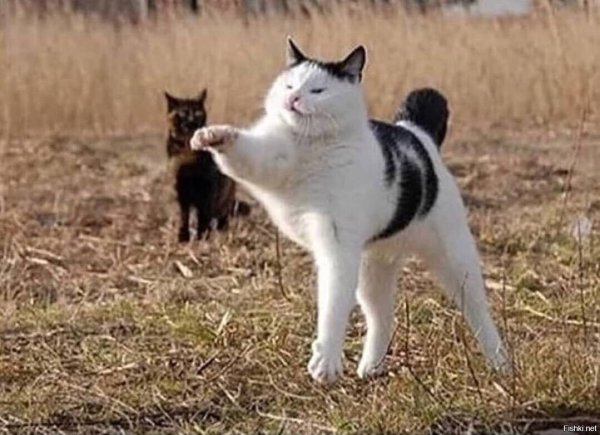 Кот марширует